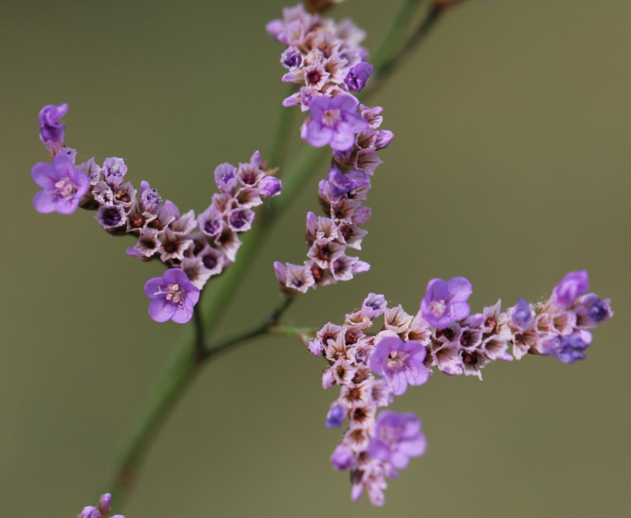 استاتیس دائمی